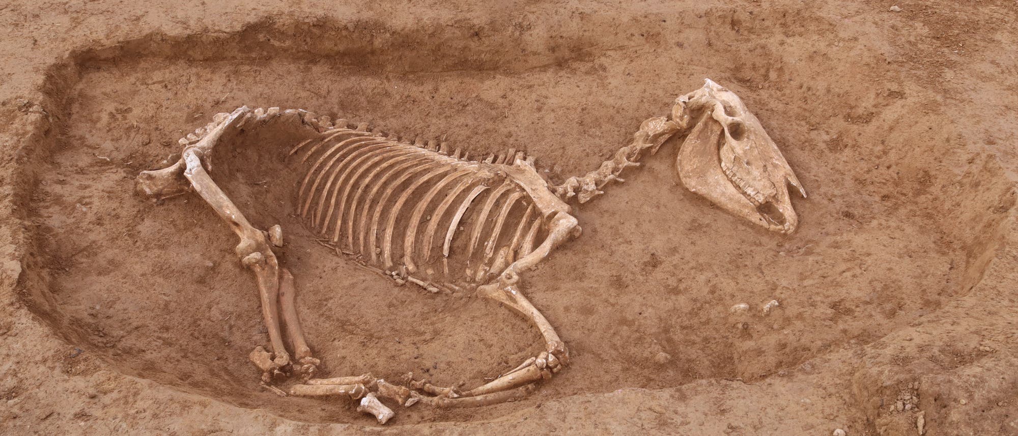 Ein freigelegtes Pferdeskelett in einer archäologischen Ausgrabungsstätte, umgeben von Erde. Über dem Skelett befindet sich ein Schild mit der Aufschrift: "2024_0138 S_BAD.CONSTANZ HELGA-FEDDEREN-WEG 5.01 PL.04 GRABBE 2009-2025". Ein Maßstab liegt daneben. 