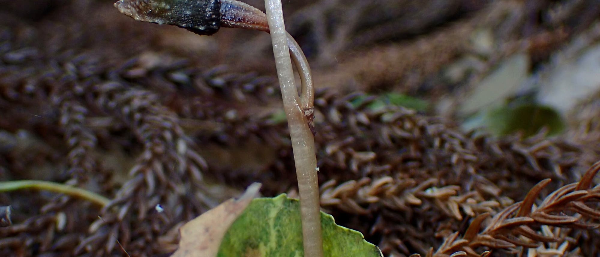 Eine kleine Pflanze mit einem dünnen, hellen Stängel und zwei dunklen, länglichen Knospen an der Spitze wächst aus dem Waldboden. Umgeben von braunen, verwelkten Blättern und einem grünen Blatt im Hintergrund. Die Umgebung ist unscharf, was auf einen Wald oder einen natürlichen Lebensraum hindeutet.