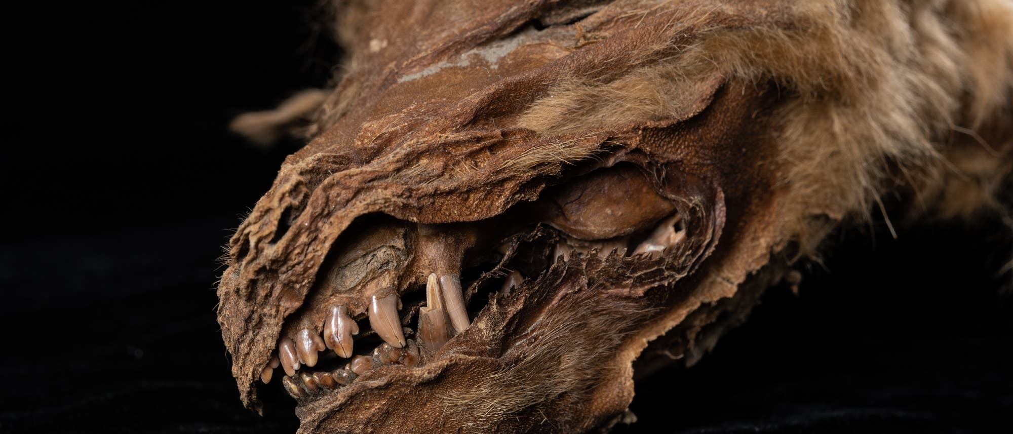 Kopf einer Wolfsmumie mit Zähnen aus dem Permafrost