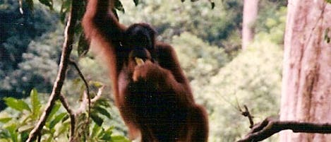 Orang-Utan in aufrechter Haltung