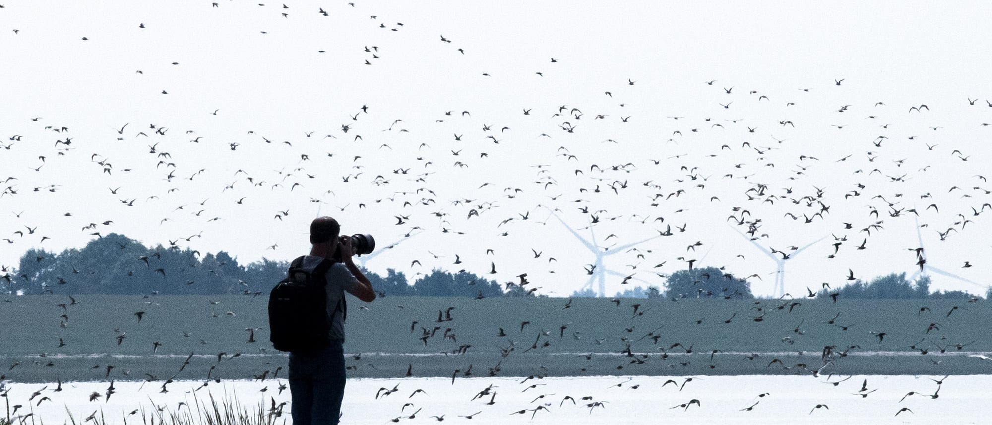 Ein Mann fotografiert die Sandregenpfeifer, Alpenstrandläufer und andere Zugvögel, die über das Wattenmeer der Nordseebucht Jadebusen fliegen. 
