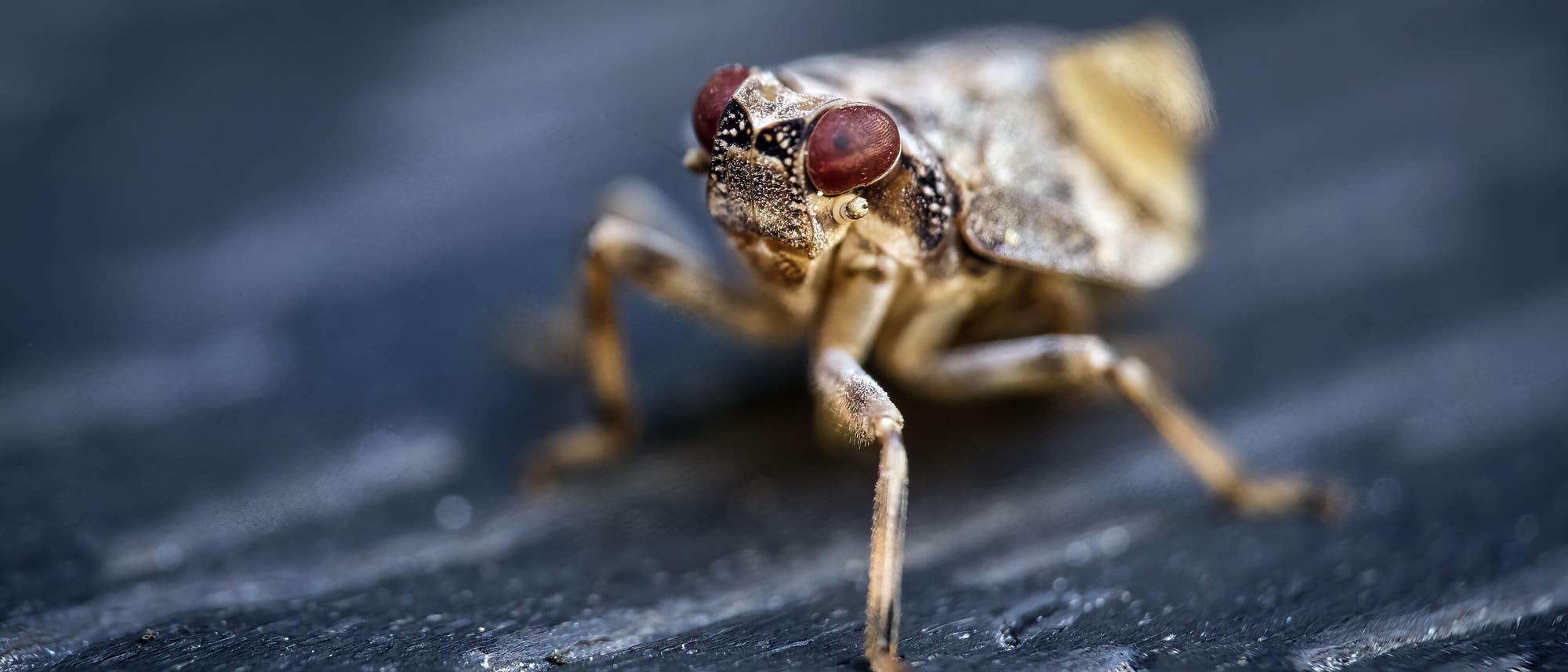 Eine Echte Käferzikade mit großen braunen Augen und einem hellbraun-weißen Körper sitzt auf einem schwarzen Untergrund. Der Kopf des Insekts ist scharf gestellt, der Hinterleib dagegen unscharf. Drei der sechs Beine sind zu sehen 