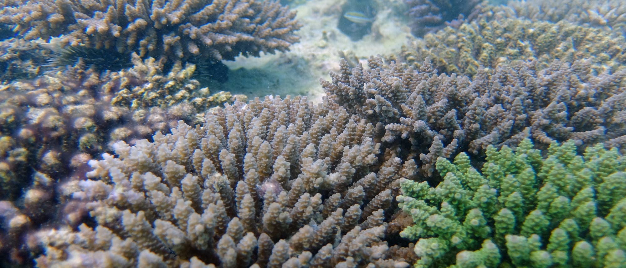 Grüne Korallen trotzen der Bleiche