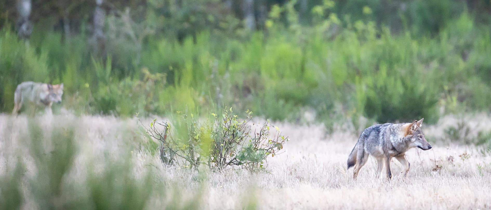 Wolf in der Döberitzer Heide