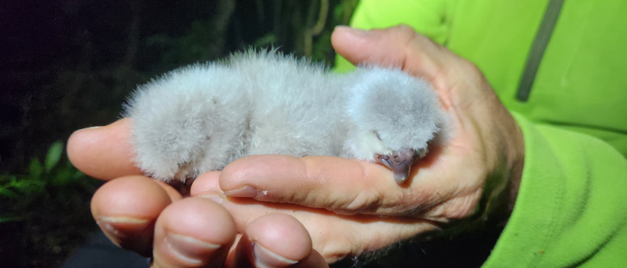 Eine Person h&auml;lt zwei kleine, flauschige K&uuml;ken in den H&auml;nden. Die K&uuml;ken haben ein weiches, graues Gefieder und die Augen sind geschlossen. Die Szene spielt sich in einer nat&uuml;rlichen Umgebung ab, die im Hintergrund dunkel und unscharf ist. Die Person tr&auml;gt eine gr&uuml;ne Jacke.