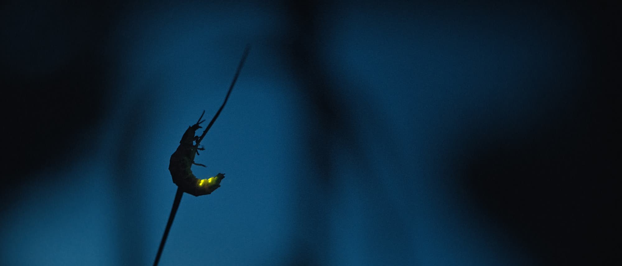 Szenenbild aus dem Film "Insekten" (© Copyright: CZAR Film, Camino Filmverleih GmbH) Szenenbild aus dem Film "Insekten" (© Copyright: CZAR Film, Camino Filmverleih GmbH)