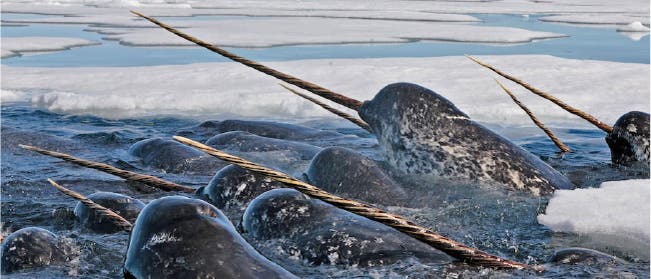 Narwale in der Arktis