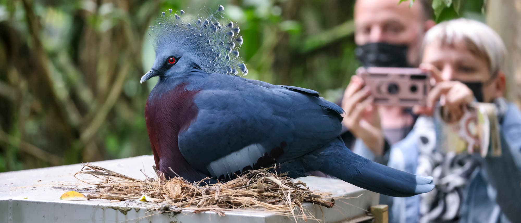 Ein großer, blauer Vogel mit auffälligem Federkamm sitzt auf einem Nest aus Zweigen auf einer Plattform. Im Hintergrund sind zwei Personen zu sehen, die den Vogel fotografieren. Die Umgebung ist grün und waldartig.