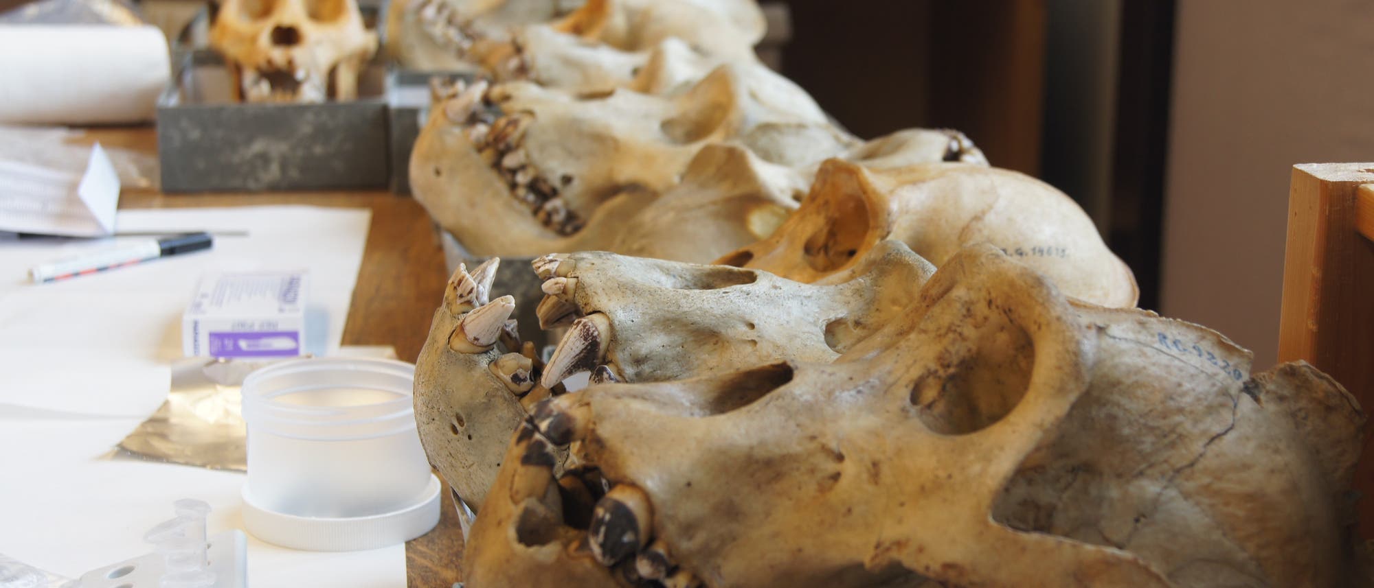 An den Zähnen von Gorillas sind typische Spuren bakterieller Besiedlung zu erkennen