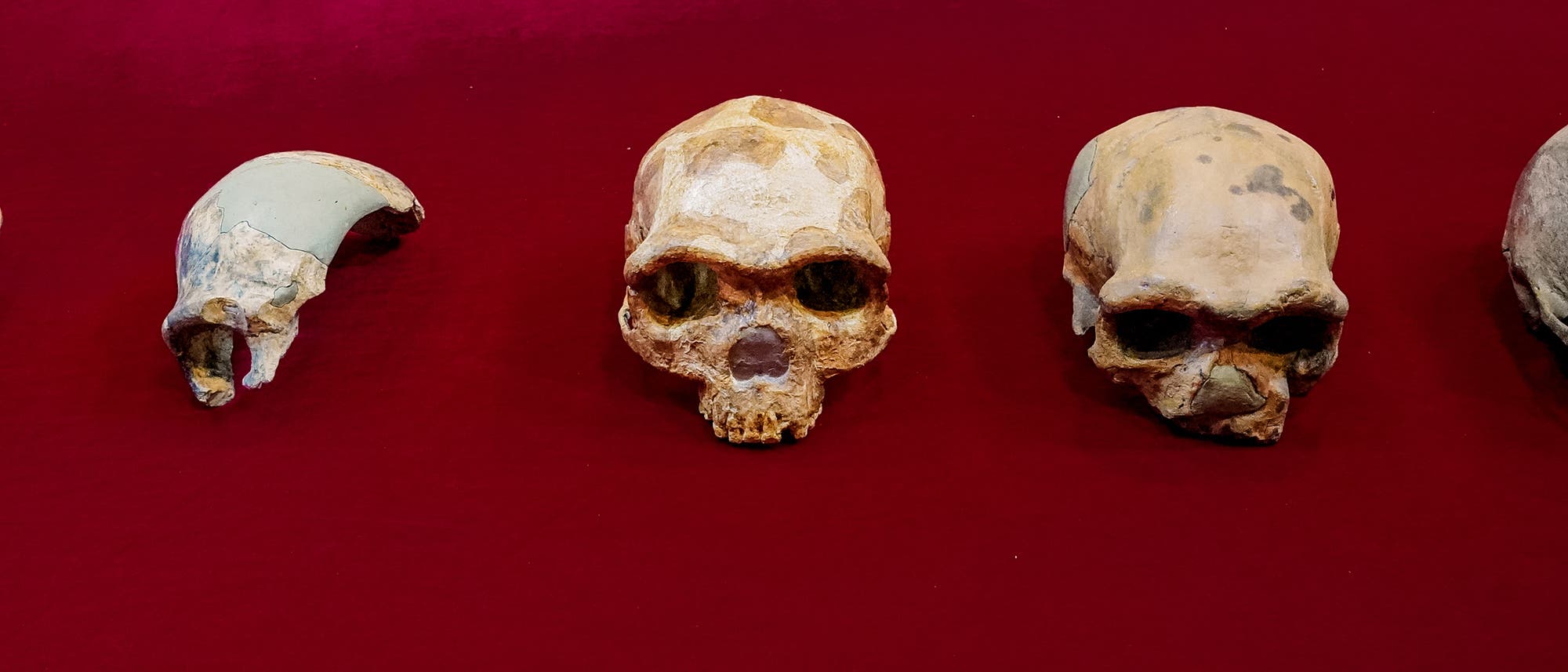Altsteinzeitliche Schädel aus China. Von links nach rechts: Peking-Mensch, Schädel Maba 1, Jinniushan, Dali und der neu publizierte Schädel von Harbin.