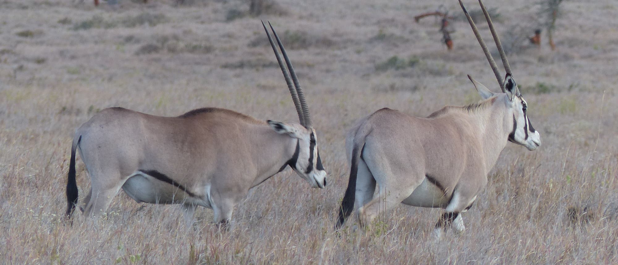 Zwei Beisa-Oryx in Kenia.