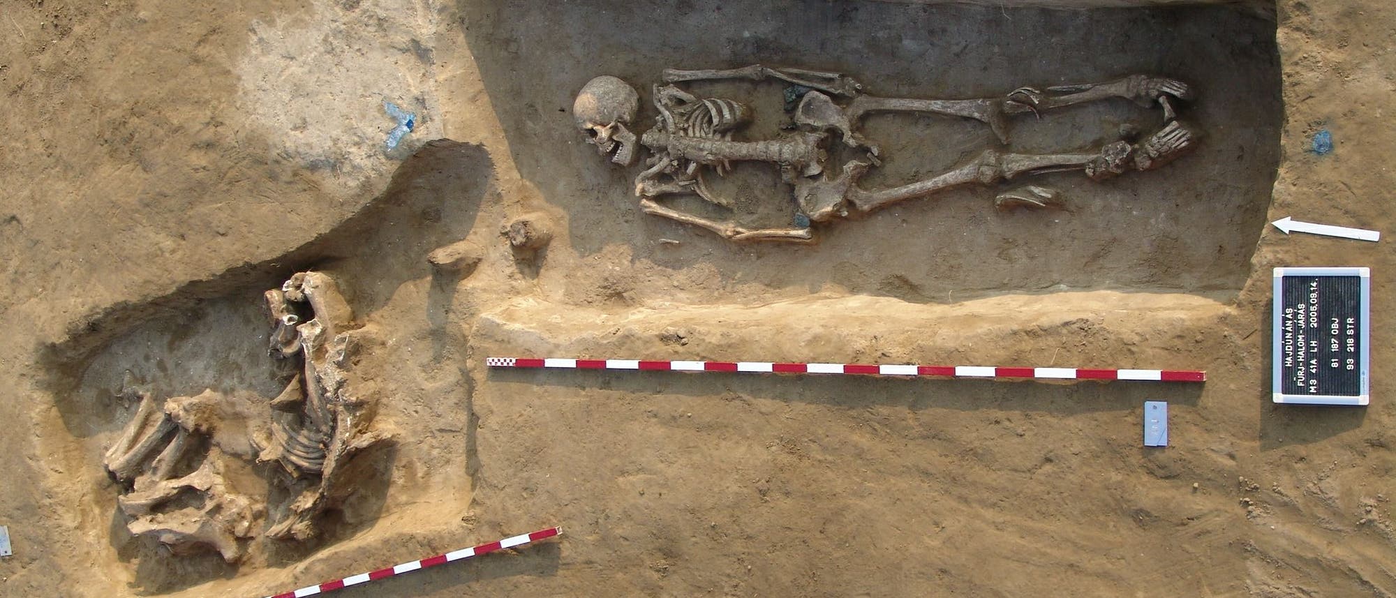 Der Tote war mit einem Pferd im 7. Jahrhundert bestattet worden. Laut genetischen Untersuchungen war er der Stammesvater einer Gemeinschaft. 