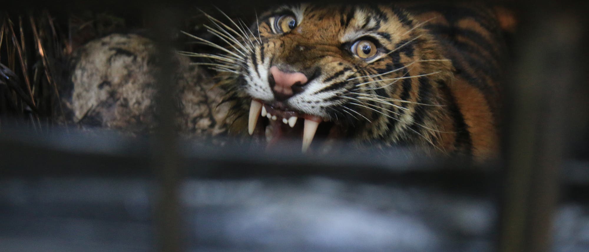 Ein Tiger zeigt seine Zähne und blickt durch die Gitterstäbe eines Käfigs. Der Tiger hat ein gestreiftes Fell und seine Augen sind weit geöffnet, was auf eine aggressive oder defensive Haltung hindeutet. Die Szene vermittelt ein Gefühl von Wildheit und Gefangenschaft. Ein Tiger zeigt seine Zähne und blickt durch die Gitterstäbe eines Käfigs. Der Tiger hat ein gestreiftes Fell und seine Augen sind weit geöffnet, was auf eine aggressive oder defensive Haltung hindeutet. Die Szene vermittelt ein Gefühl von Wildheit und Gefangenschaft.