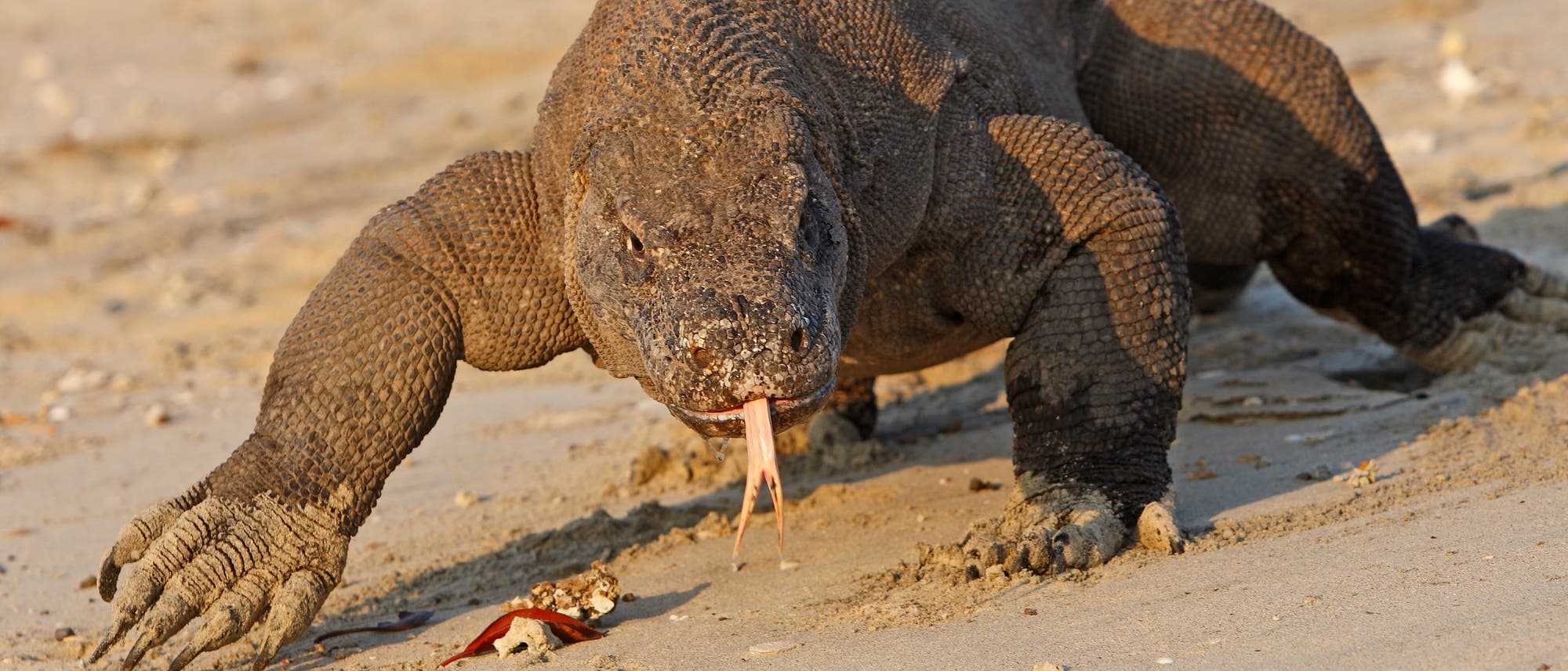 Ein brauner Komodowaran läuft züngelnd am Strand entlang.