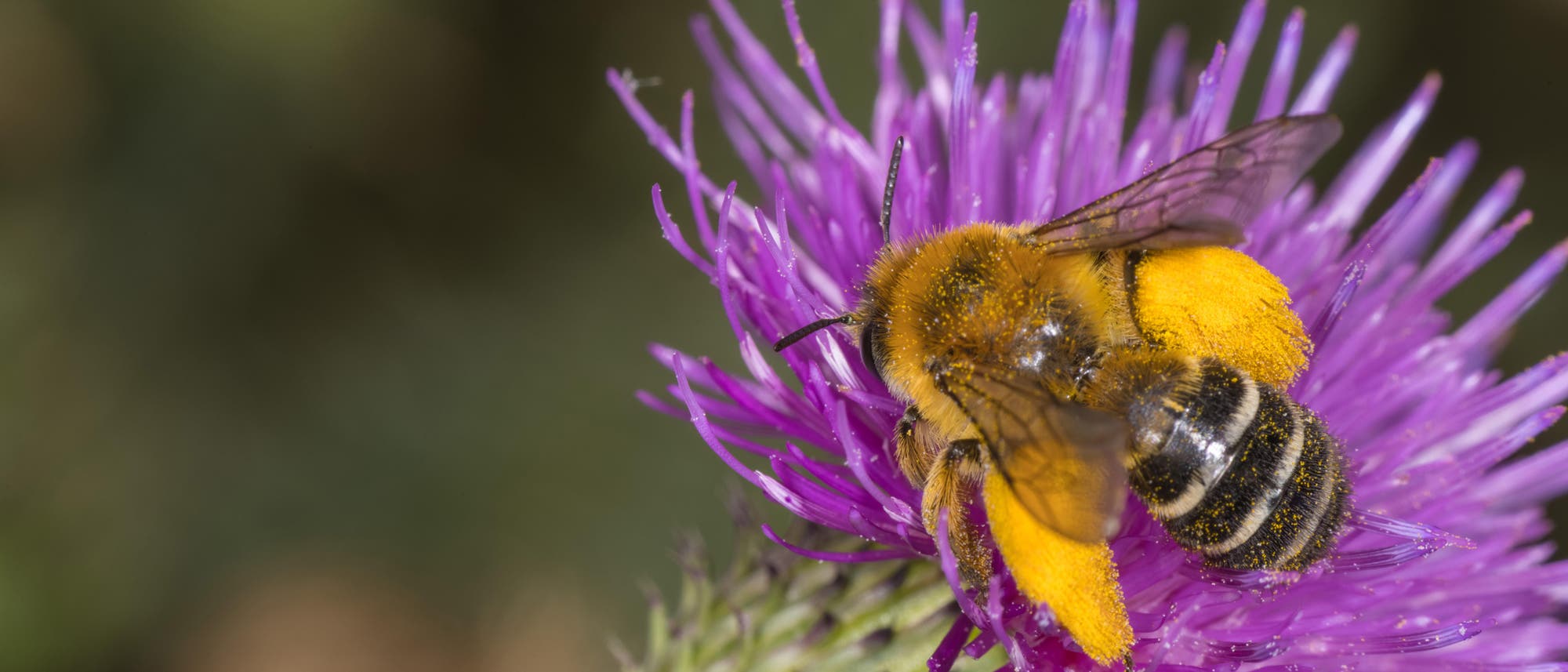Eine Dunkelfransige Hosenbiene sitzt auf der Blüte einer violetten Distel. An den Hinterbeinen der Biene hat sich dick gelber Pollen angesammelt. Die Biene besitzt einen braunen Vorder- und einen dunkelbraun-weiß gestreiften Hinterkörper. Der Hintergrund des Bildes ist verschwommen