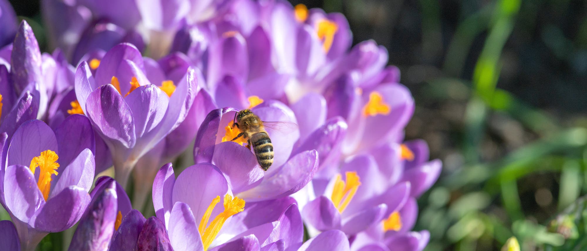 Blühende Krokusse bekommen Bienenbesuch