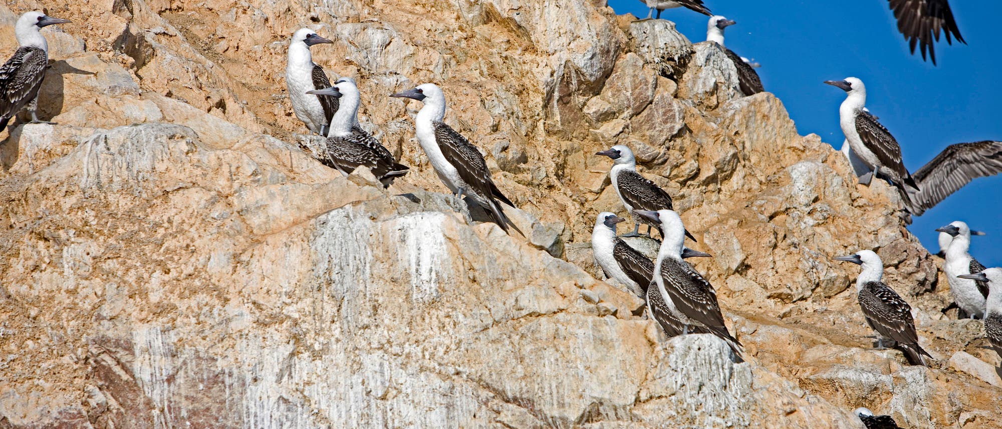 Eine Gruppe von V&ouml;geln sitzt auf einer felsigen Klippe unter einem klaren blauen Himmel. Einige V&ouml;gel fliegen, w&auml;hrend andere auf den Felsen stehen. Die Szene zeigt die nat&uuml;rliche Umgebung und das Verhalten der V&ouml;gel in ihrem Lebensraum.
