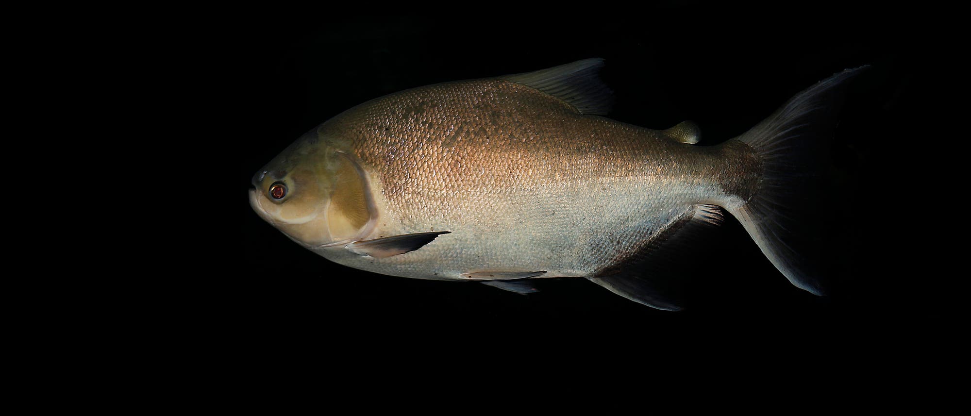 Ein Fisch schwimmt vor einem schwarzen Hintergrund. Der Fisch hat einen silbrig-grauen Körper mit einer leicht schimmernden Oberfläche. Die Flossen sind gut sichtbar, und das Auge des Fisches ist deutlich erkennbar. Ein Fisch schwimmt vor einem schwarzen Hintergrund. Der Fisch hat einen silbrig-grauen Körper mit einer leicht schimmernden Oberfläche. Die Flossen sind gut sichtbar, und das Auge des Fisches ist deutlich erkennbar.