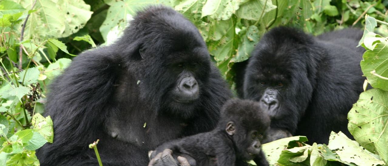 Gorillas im Nationalpark in Ruanda