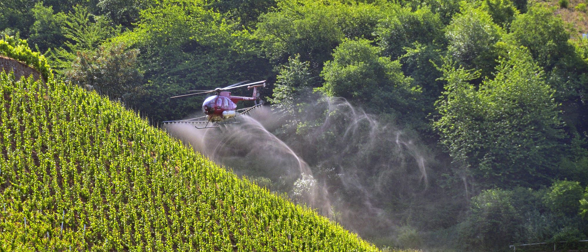 Ein roter Hubschrauber sprüht Flüssigkeit über einen steilen Weinberg, umgeben von dichtem, grünem Wald. Die Aktion findet an einem sonnigen Tag statt, was auf landwirtschaftliche Pflege und Pflanzenschutzmaßnahmen hinweist. Ein roter Hubschrauber sprüht Flüssigkeit über einen steilen Weinberg, umgeben von dichtem, grünem Wald. Die Aktion findet an einem sonnigen Tag statt, was auf landwirtschaftliche Pflege und Pflanzenschutzmaßnahmen hinweist.