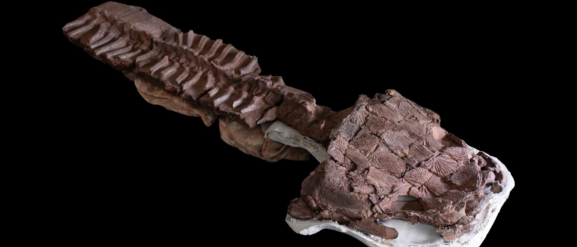 Fossile Überreste von Gaiasia jennyae auf einem schwarzen Untergrund, der Kopf liegt auf einem weißen Gipsabdruck, das Fossil selbst ist bräunlich. An ihn schließt sich die Wirbelsäule mit Rippen an.