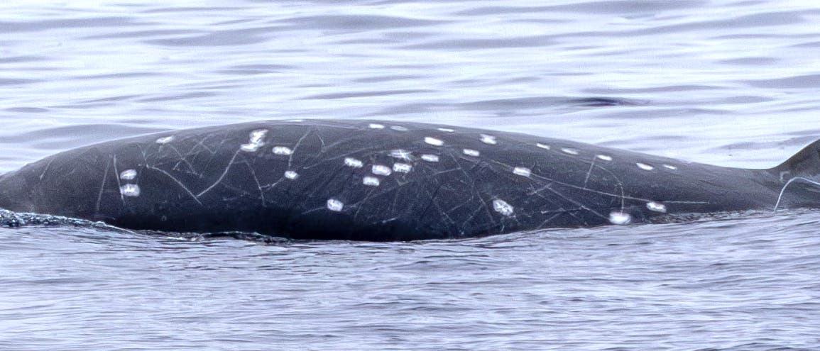 Ein Wal schwimmt knapp unter der Wasseroberfläche im offenen Meer. Der Rücken des Wals ist sichtbar und weist mehrere weiße Flecken und Linien auf. Das Wasser ist ruhig und reflektiert das Licht, wodurch eine sanfte, wellenartige Textur entsteht. Ein Wal schwimmt knapp unter der Wasseroberfläche im offenen Meer. Der Rücken des Wals ist sichtbar und weist mehrere weiße Flecken und Linien auf. Das Wasser ist ruhig und reflektiert das Licht, wodurch eine sanfte, wellenartige Textur entsteht.
