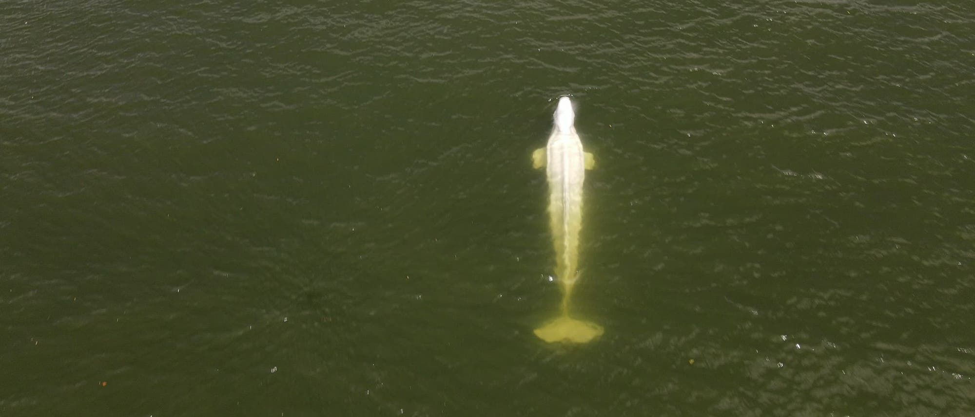 Verirrter Beluga in der Seine