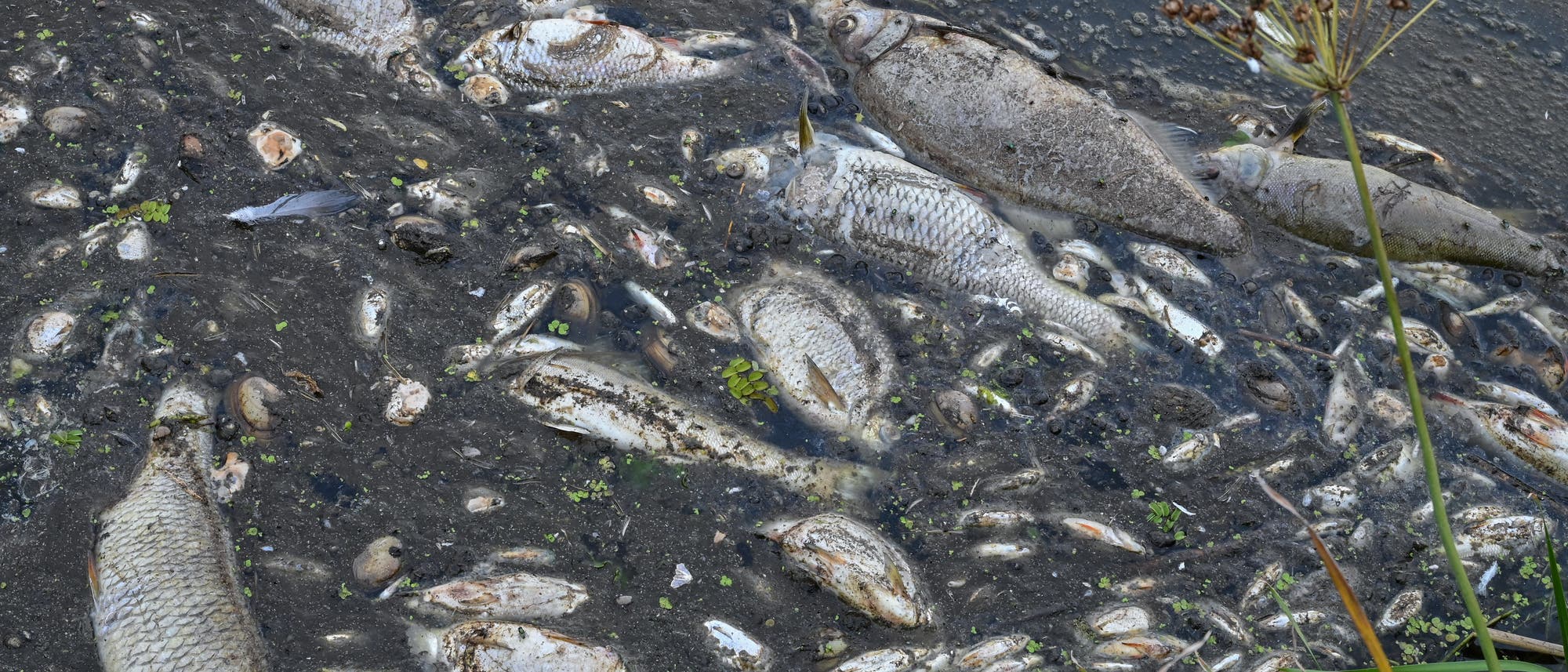 Diverse tote Fische an der Wasseroberfläche