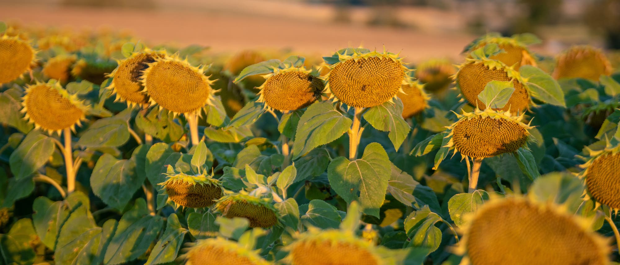 Sonnenblumen leiden unter Dürre in Bayern