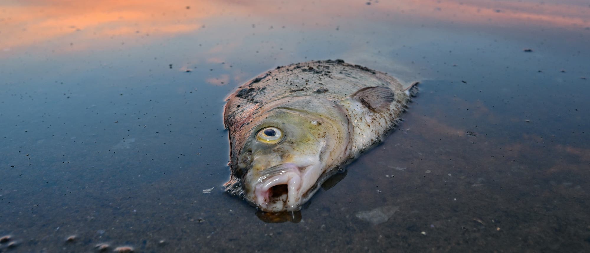 Ein Fisch liegt tot in der Oder