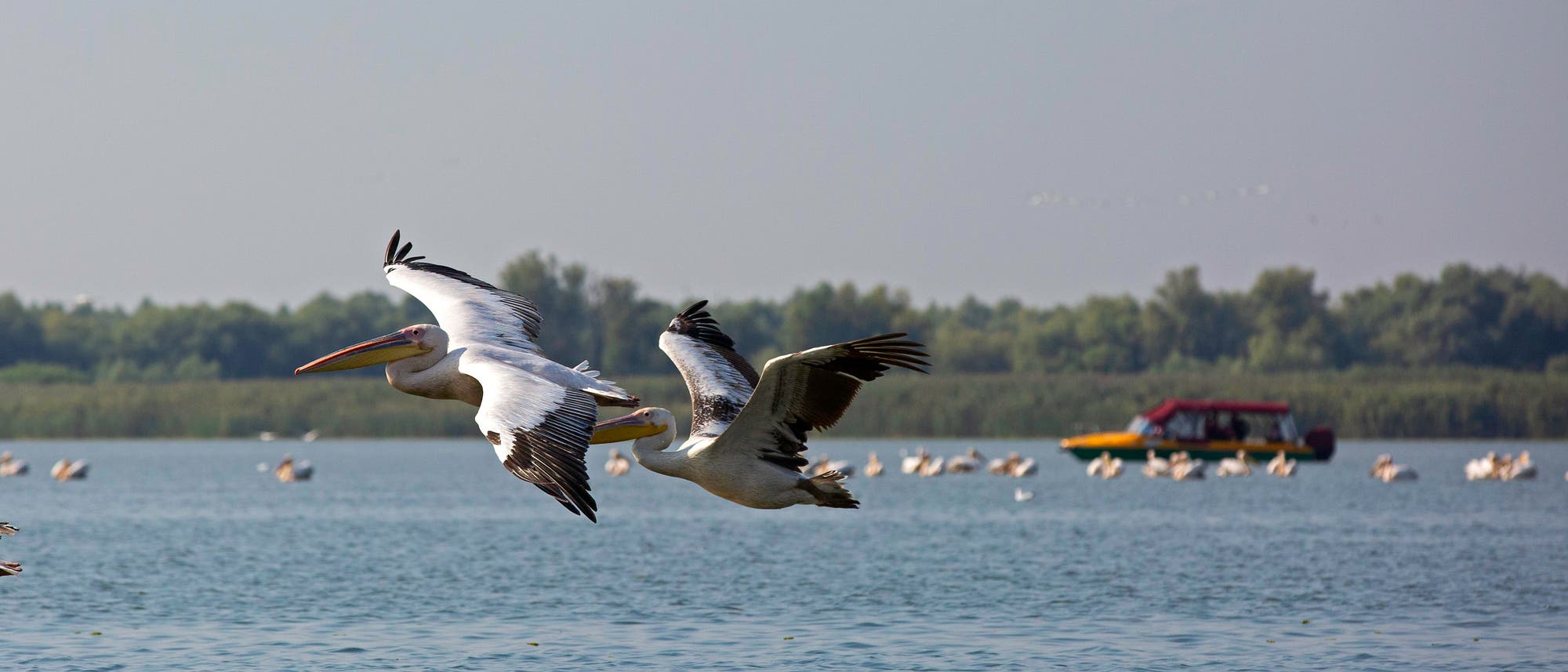 Ein Schnellboot scheucht Pelikane im Donaudelta auf