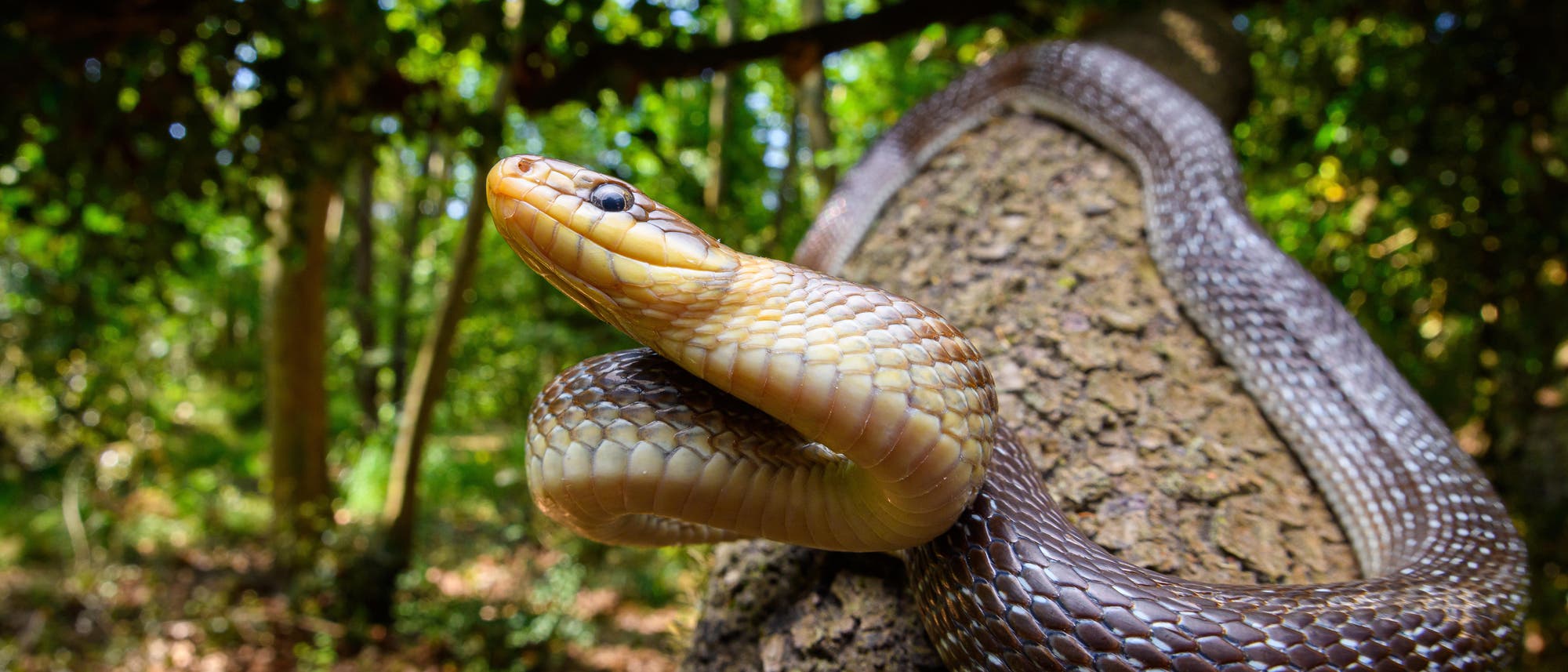 Eine gelblichbraune Äskulapnatter liegt auf der Rinde eines Baumstammes und hebt dabei ihren Kopf mit em schwarzen Auge und Vorderkörper an. Im Hintergrund ist unscharf ein lichter Wald zu erkennen.