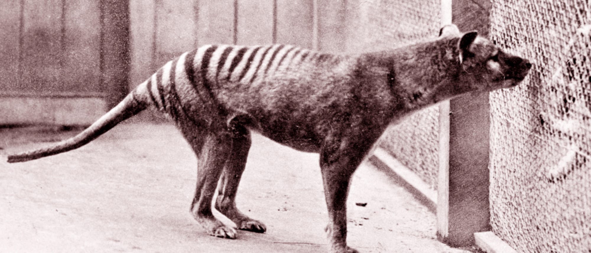 Beutelwolf im Zoo von Hobart in Tasmanien im Jahr 1933.