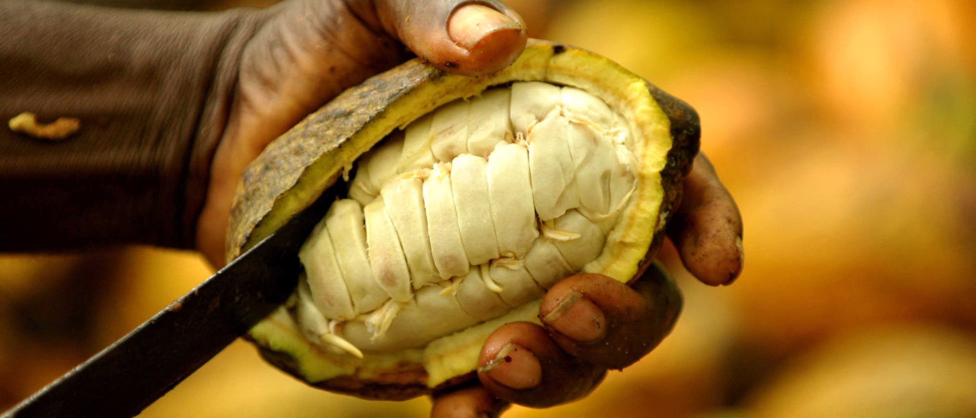 Kakaoernte in der Elfenbeinküste 