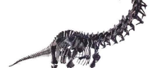 Typisch für einen Sauropoden sind sein gedrungener Körper, ein langer Schwanz, die stämmigen Beine, ein auffallend langer Hals und ein sehr kleiner Kopf.