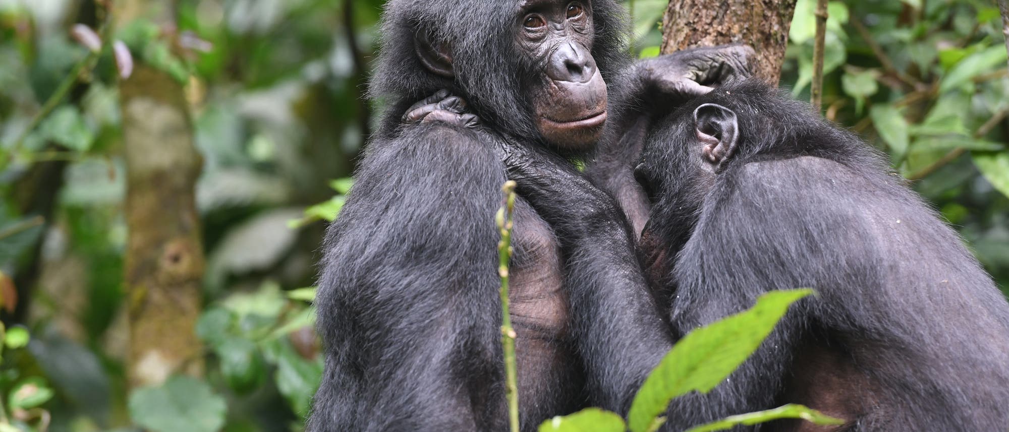 Zwei Bonobos umarmen sich in einem dichten, grünen Wald. Einer der Bonobos schaut aufmerksam in die Ferne, während der andere seinen Kopf an die Schulter des ersten lehnt. Die Umgebung ist üppig mit Blättern und Bäumen, die eine natürliche, friedliche Atmosphäre schaffen.