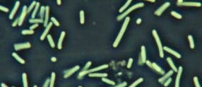 <i>Synechococcus elongatus</i>