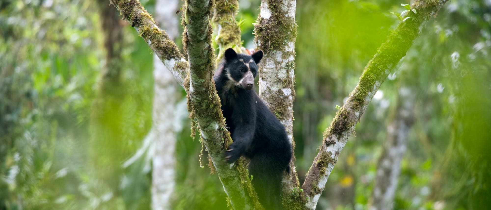 Ein schwarzer Brillenbär mit charakteristischer heller Augenmaske lehnt auf einem Baumstamm im ecuadorianischen Regenwald. Das Holz ist mit Moosen bedeckt, der Bär blickt nach links, seine Ohren sind aufgerichtet.