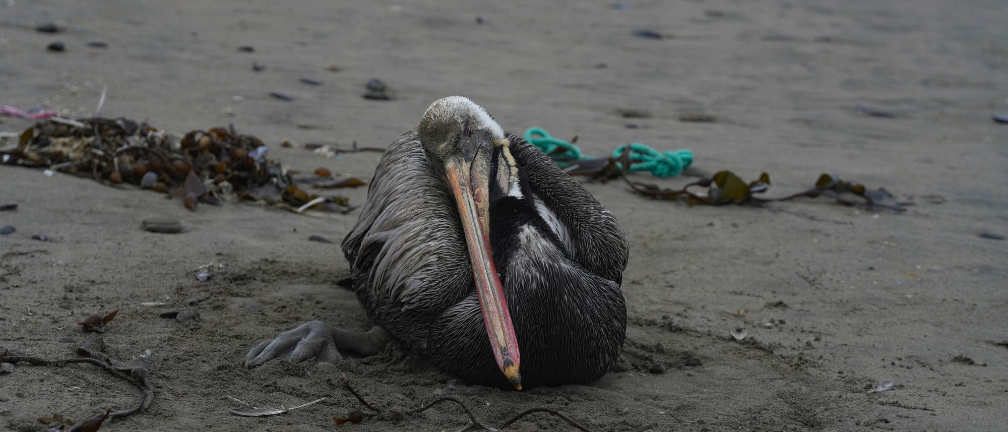 Ein toter Pelikan liegt an einem verschmutzten Strand in Peru, gestorben an der Vogelgrippe