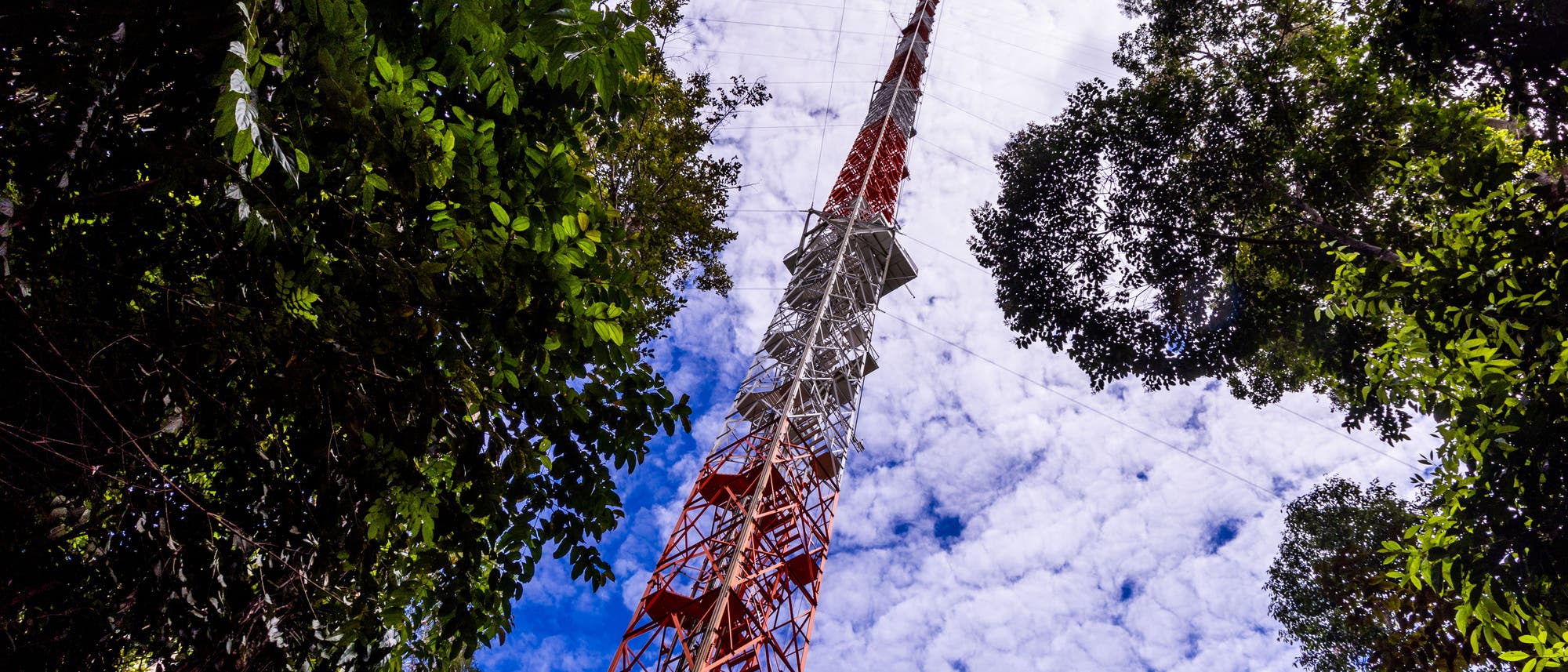 Aus dem brasilianischen Amazonasregenwald ragt ein rotweißes Stahlgerüst in den blauweißen Himmel. Das Bild weißt nach schräg oben, der Turm wird von Regenwaldbäumen mit grünen Blättern eingerahmt.