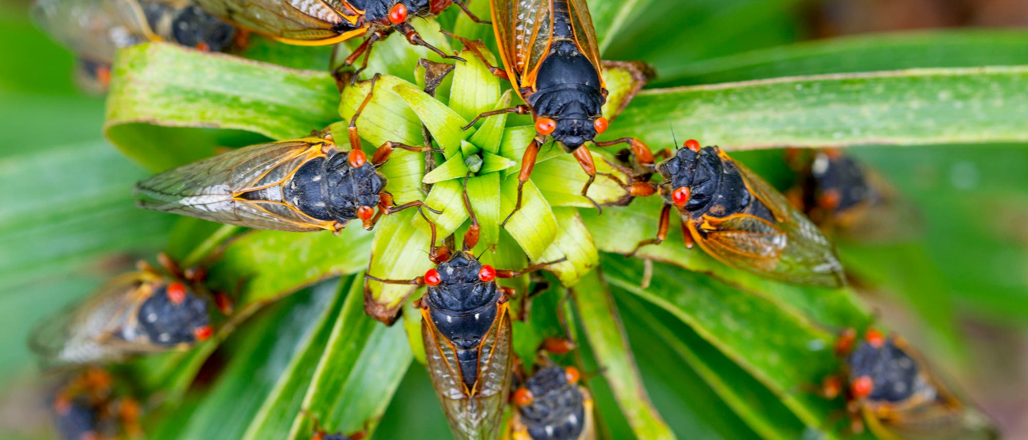 Zahlreiche Zikaden mit schwarzem Körper, durchsichtigen Flügeln und roten Augen sitzen auf einer grünen Pflanze, deren Blätter ringsherum angeordnet sind