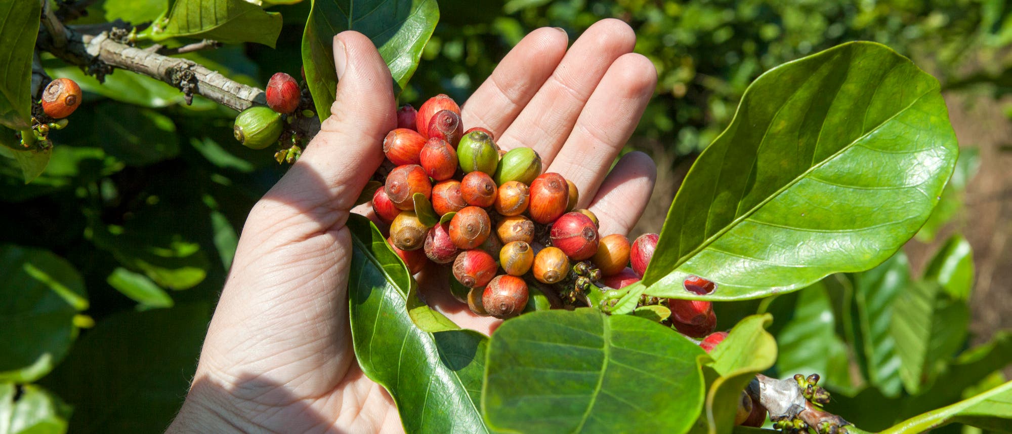Eine Hand hält einen Zweig mit reifen und unreifen Kaffeekirschen, umgeben von großen, grünen Blättern. Die Kaffeekirschen sind in verschiedenen Reifestadien, von grün bis rot. Die Szene findet in einer natürlichen Umgebung statt, die auf eine Kaffeeplantage hindeutet.