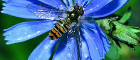 <i>Episyrphus balteatus</i>