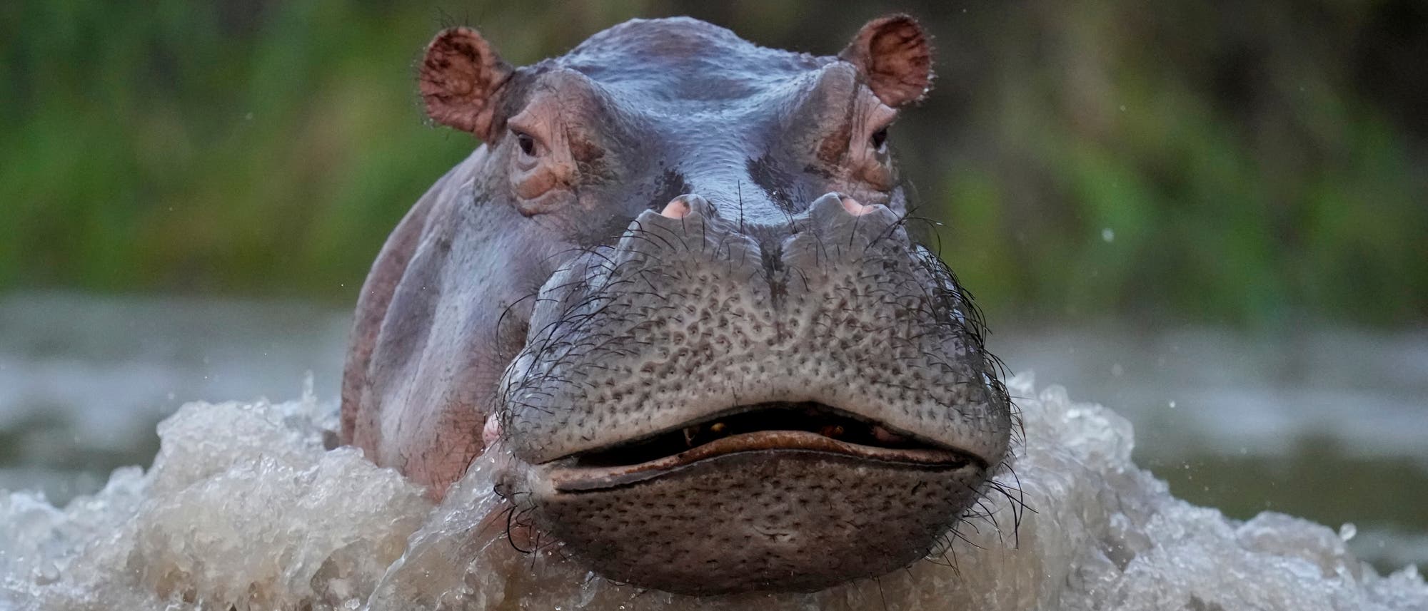 Ein Flusspferd taucht aus dem Wasser auf, umgeben von spritzendem Wasser. Der Hintergrund zeigt unscharfe gr&uuml;ne Vegetation. Das Bild vermittelt die Kraft und Pr&auml;senz des Tieres in seiner allerdings nicht heimischen Umgebung in Kolumbien.
