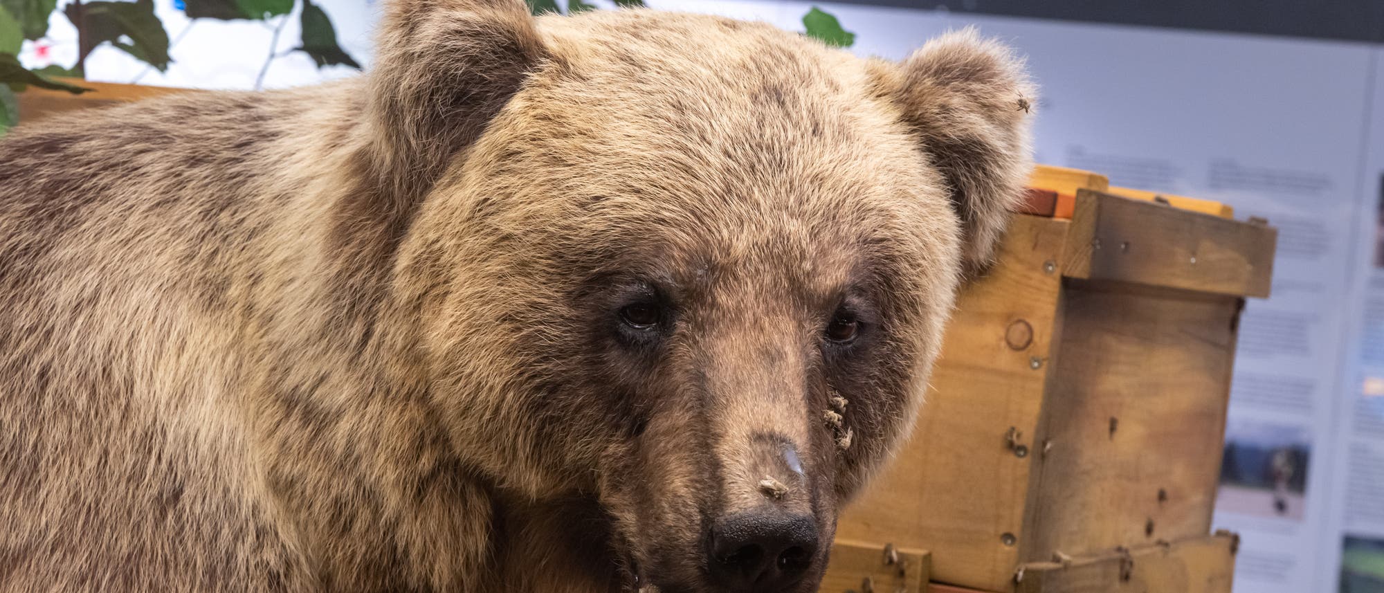 Ein ausgestopfter Braunbär steht in einem Ausstellungsraum. Im Hintergrund ist ein Schild mit der Aufschrift „Problembär?“ zu sehen. Der Bär ist neben einer Holzkiste platziert, und im Hintergrund sind Pflanzen und Informationstafeln erkennbar. Ein ausgestopfter Braunbär steht in einem Ausstellungsraum. Im Hintergrund ist ein Schild mit der Aufschrift „Problembär?“ zu sehen. Der Bär ist neben einer Holzkiste platziert, und im Hintergrund sind Pflanzen und Informationstafeln erkennbar.
