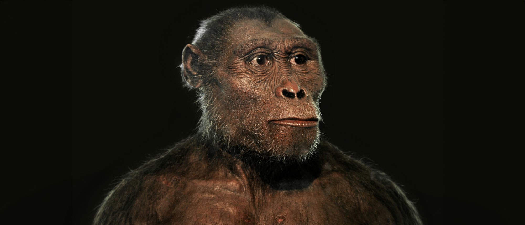 Rekonstruktion von Australopithecus afarensis (»Lucy«)