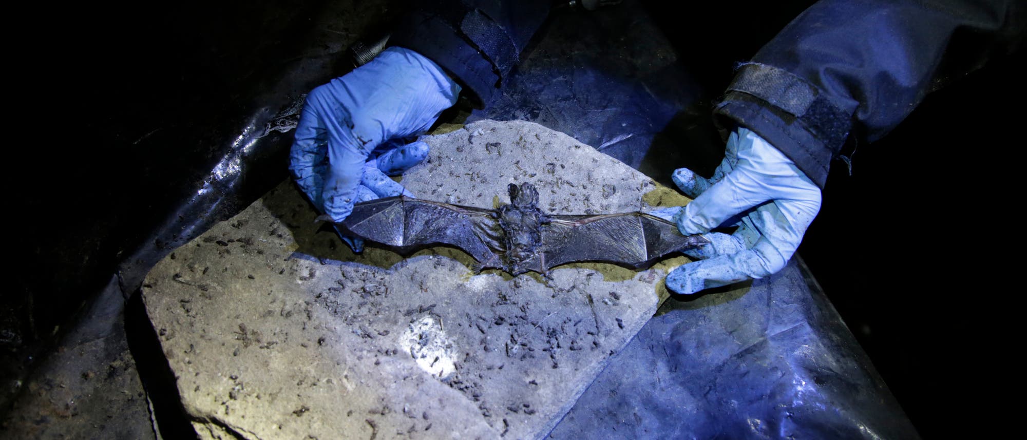 Eine tote Fledermaus wird in einer dunklen Höhle untersucht. Ein Mensch mit blauen Handschuhen hat ihre Flügel aufgeklappt und hält sie gestreckt. Vom Menschen sind nur die Hände und der Unterarm zu sehen. Der Körper der Fledermaus liegt auf einem hellen Kalkstein, der mit Kotkötteln bedeckt ist.