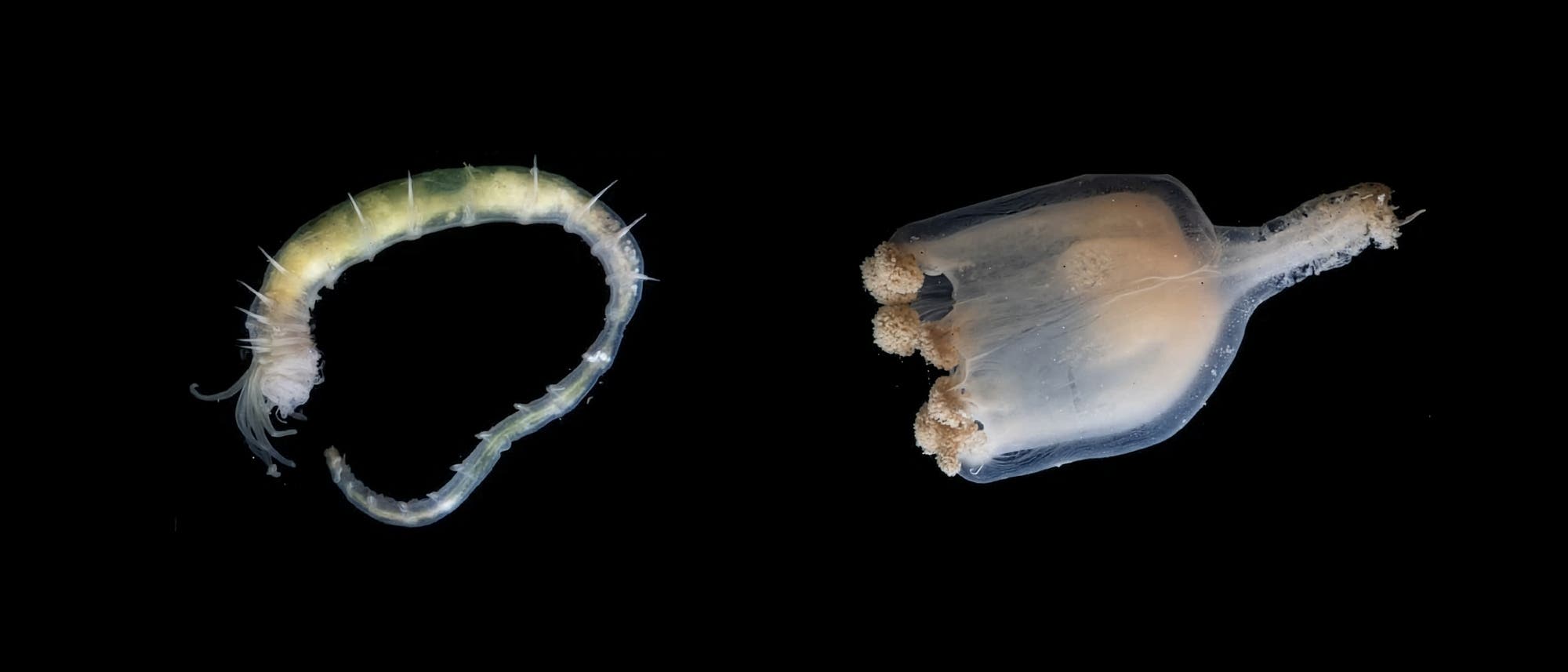 Ein wissenschaftliches Bild zeigt zwei marine Organismen auf schwarzem Hintergrund. Links ist ein wurm&auml;hnliches Tier mit einem gebogenen, segmentierten K&ouml;rper und feinen Borsten zu sehen. Rechts befindet sich ein transparentes, sackartiges Wesen mit mehreren tentakelartigen Forts&auml;tzen. Beide Organismen sind detailliert dargestellt, um ihre anatomischen Merkmale hervorzuheben. Das Bild dient der Untersuchung und dem Vergleich von Meereslebewesen.