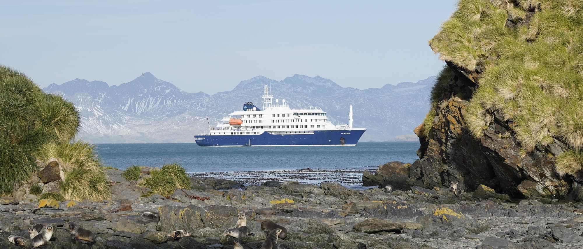 Ein gro&szlig;es Kreuzfahrtschiff f&auml;hrt auf einem ruhigen Meer, umgeben von einer malerischen Landschaft mit felsigen K&uuml;sten und grasbewachsenen H&uuml;geln. Im Vordergrund sind zahlreiche Robben auf den Felsen zu sehen, w&auml;hrend im Hintergrund eine Bergkette den Horizont dominiert. Der Himmel ist klar und blau.