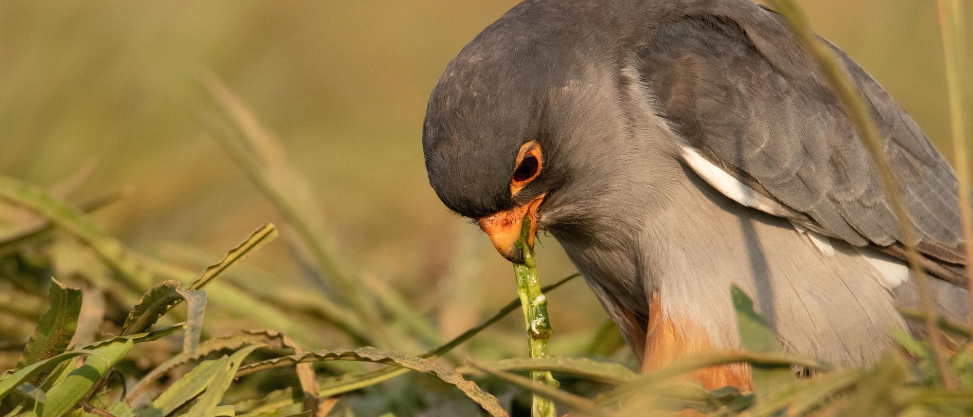 Ein Amurfalke zerlegt mit seinem orangenen Schnabel und seiner orangenen Kralle eine grüne Raupe. Der Falke hat einen schiefergrauen Rücken, eine hellgraue Brust und orangene Beinfedern, der Flügelbug ist weiß. Das Tier sitzt auf dem Boden in grünem Gras.